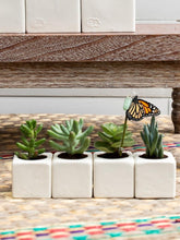 suculentas-mini-cactus-plantas-regalos-con-suculentas-regalos-para-mujer-cuidado-de-suculentas-maceta-en-ceramica-crisalida-de-mariposa-capullo-pupa-habibi-plantitas.jpg